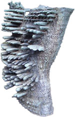 Peter Agostini
